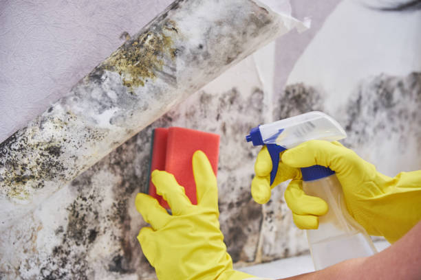 Biohazard Mold Removal in Kentfield, CA